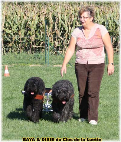 bouvier des flandres et attelage canin - Elevage du Clos de la Luette  -  Copyright depose